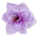Amarylis główka kwiat Lavender