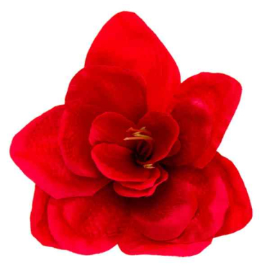 Amarylis główka kwiat Red