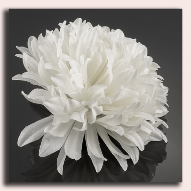 Chryzantema główka kwiat White