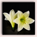 Lilia główka kwiat Cream
