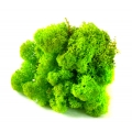 MECH Chrobotek Reniferowy (2.Spring Green) 200 g