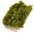 MECH Chrobotek Reniferowy (24.Olive Green) 2,5 kg