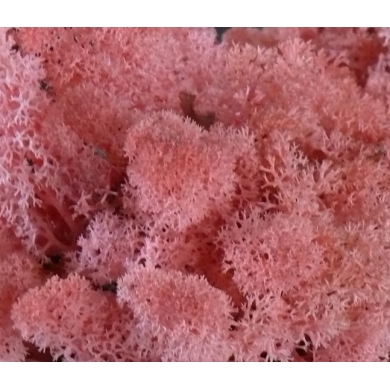 MECH Chrobotek Reniferowy (20.Pink) 50g