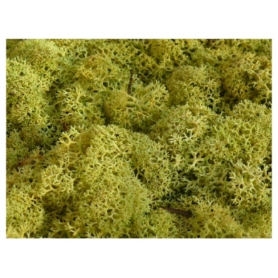MECH Chrobotek Reniferowy (6.Old Green) 200 g