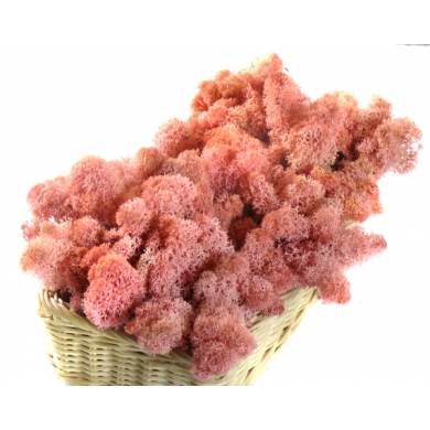 MECH Chrobotek Reniferowy ( 20.Pink ) 2,5 kg