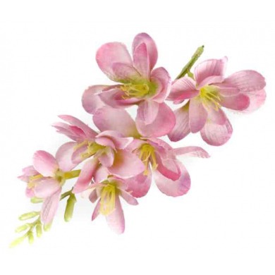 FREZJA mięsista główka kwiat Mauve/Pink
