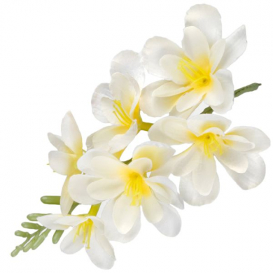 FREZJA mięsista główka kwiat Cream/Yellow