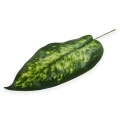 Liść difenbachia white/green