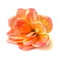 Amarylis główka Coral/Peach