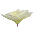 Amarylis główka kwiat Cream/Mint