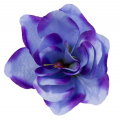 Amarylis główka kwiat Blue/Violet