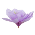 Amarylis główka kwiat Lavender