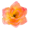 Amarylis główka kwiat Coral/Peach