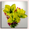 Amarylis główka kwiat Green