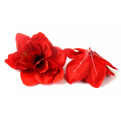 Amarylis główka kwiat Red