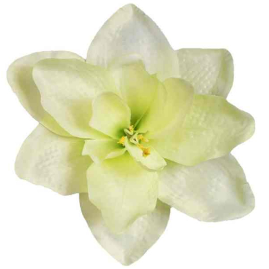 Amarylis główka kwiat Cream/Mint