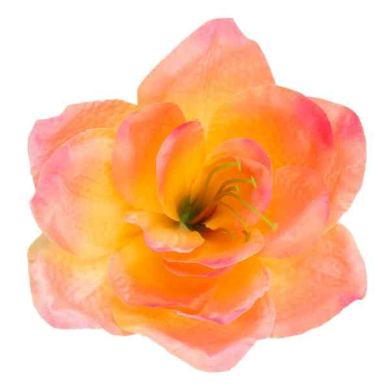 Amarylis główka kwiat Coral/Peach