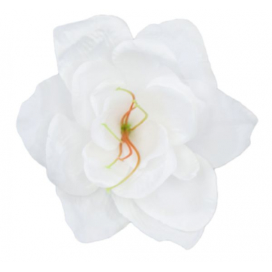 Amarylis główka kwiat White