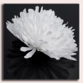 Chryzantema główka 13 cm White