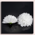 Chryzantema główka 13 cm White