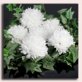 Chryzantema główka 13 cm White