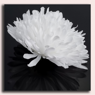 Chryzantema główka 13 cm White