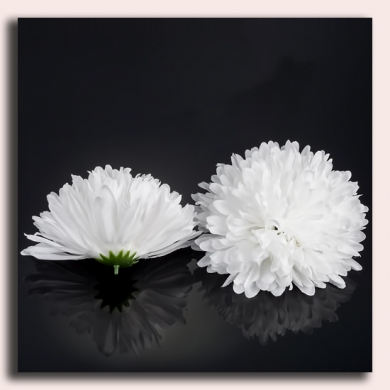 Chryzantema główka 13 cm White