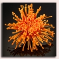 Chryzantema główka PAJĄK kwiat Orange