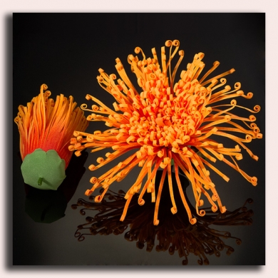 Chryzantema główka PAJĄK kwiat Orange