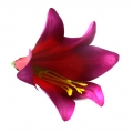 Lilia główka kwiat Plum Fuchssia