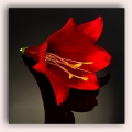 Lilia główka kwiat Dk.Red
