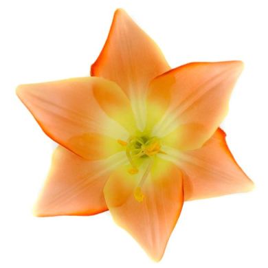 Lilia główka kwiat Peach