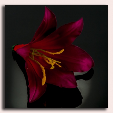 Lilia główka kwiat Plum Fuchssia