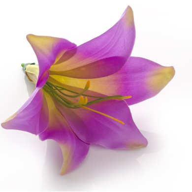 Lilia główka Lt.violet/green