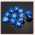 Stokrotka główka 12 szt Blue