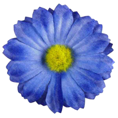 Stokrotka główka 12 szt Blue