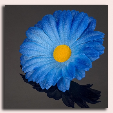 Stokrotka główka 12 szt Blue