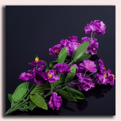 Gipsówka gałązka kwiaty Violet