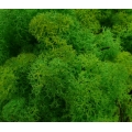 MECH Chrobotek Reniferowy (17.Light Green Grass) 5 kg