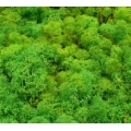 MECH Chrobotek Reniferowy (17.Light Green Grass) 200 g
