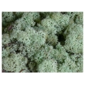 MECH Chrobotek Reniferowy (7.Mint Green) 50 g