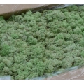 MECH Chrobotek Reniferowy (7.Mint Green) 2,5 kg