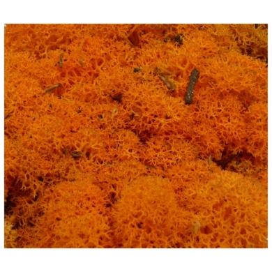 MECH Chrobotek Reniferowy (11.Orange) 50g