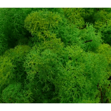 MECH Chrobotek Reniferowy (17.Light Green Grass) 2,5 kg