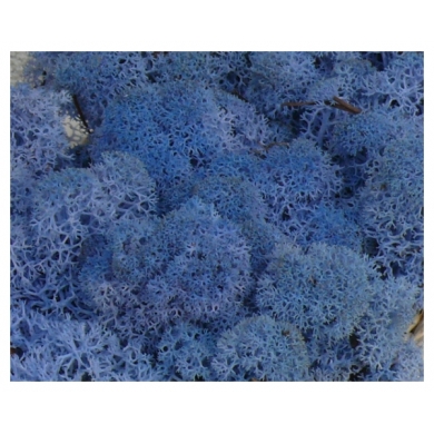 MECH Chrobotek Reniferowy 19.Lavender Blue
