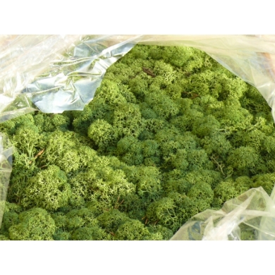 MECH Chrobotek Reniferowy (10.Medium Green) 2,5 kg