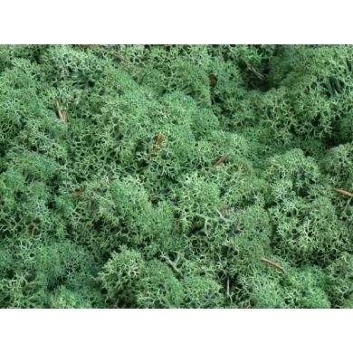 MECH Chrobotek Reniferowy (7.Mint Green) 5 kg