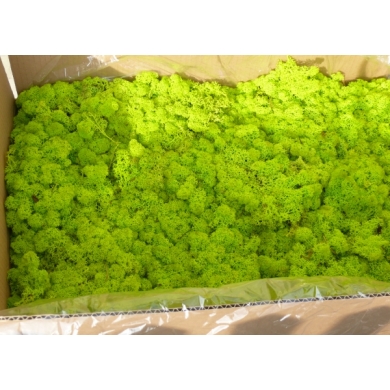 MECH Chrobotek Reniferowy (2.Spring Green) 2,5 kg