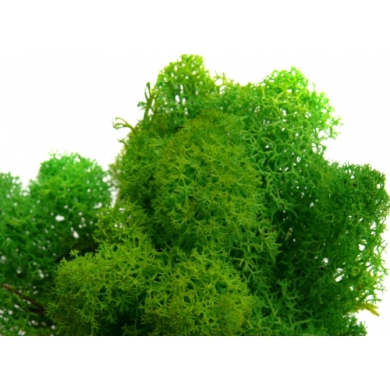 MECH Chrobotek Reniferowy (17.Light Green Grass) 50g
