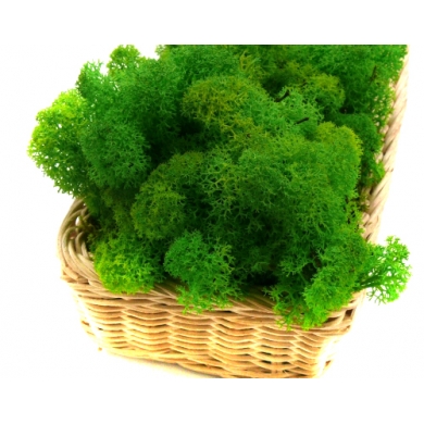 MECH Chrobotek Reniferowy 17.Light Green Grass 1 kg
